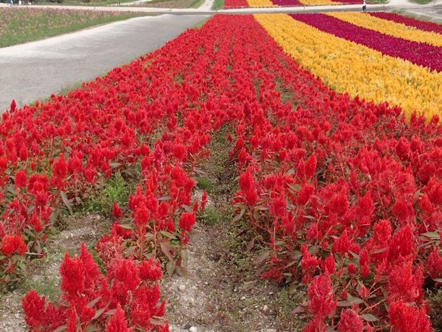 �P�C�g�E
�@�@�@�@�@�@�@������������_�l�G�ʂ̋u