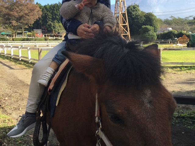 ���ƈꏏ�ɏ�n�̌�����_�܂����̖q��