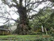 񂳂̊̑NX(ʓVRLOj̓eʐ^2