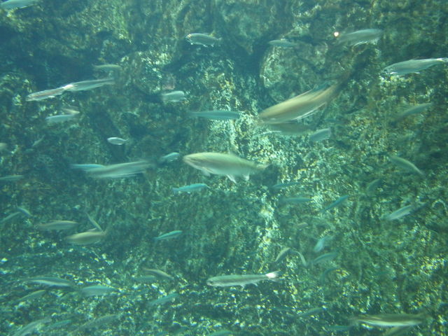 ������_�T�P�̂ӂ邳�Ɛ�ΐ�����