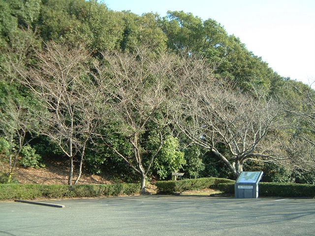 �Ԃ���񂳂�̓��������̍��̓��e�ʐ^1