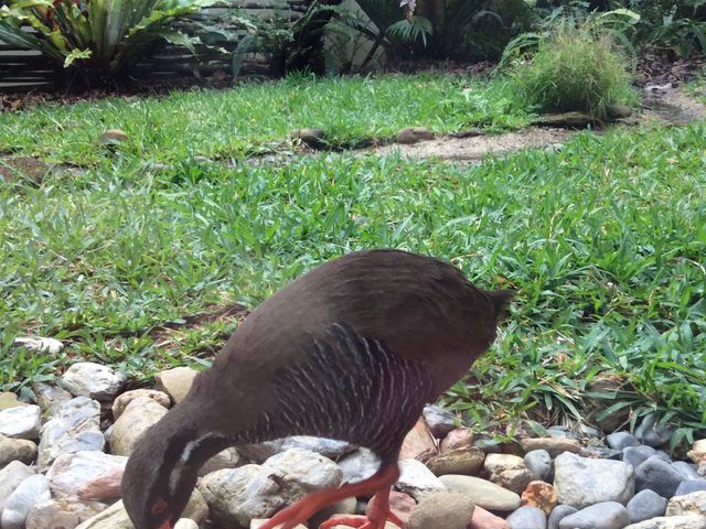 �����o���N�C�i�́u�L�����L�����v_�����o���N�C�i���ԓW���w�K�{��