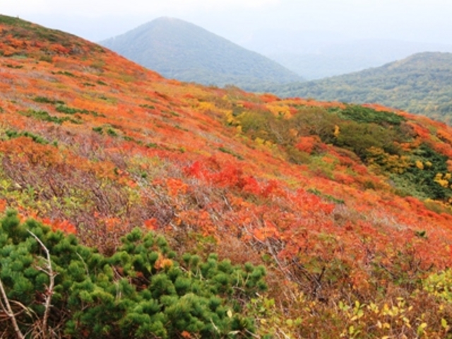 �������[�g�������瓌�I��R�̕����ł�_�I��R