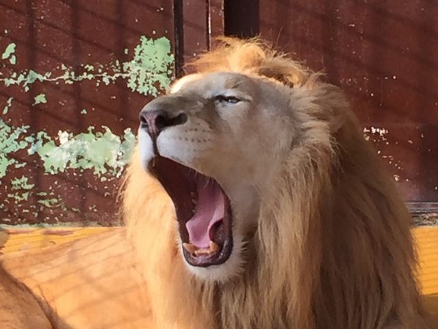 ���������ɎB���Ă�������z���C�g���C�I��_�H�g�䎩�R���������T�t�@�������h