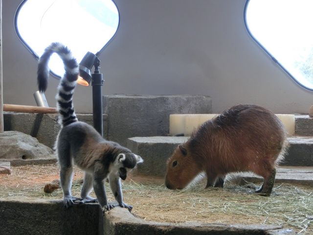 NIFREL�i�j�t�����j