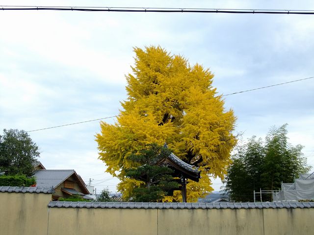 zunzu����̉i�򎛂̓��e�ʐ^4