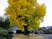 zunzu����̉i�򎛂̓��e�ʐ^2