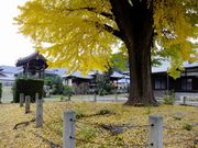 zunzu����̉i�򎛂̓��e�ʐ^3