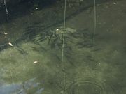 ł񂷂̖Ìk{όZ^[̓eʐ^3