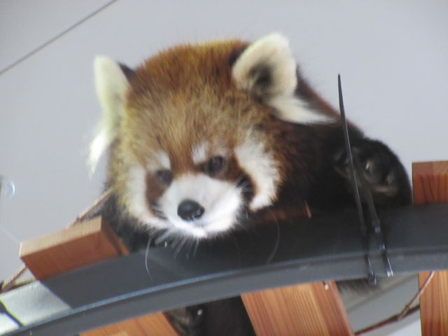 ���b�T�[�p���_�E
�����̓W����ł́A���q����̓��̏��ʂ�܂��B�߂��Ō��邱�Ƃ��ł��܂���B_�~�R������