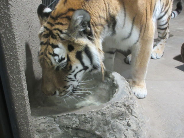 �A���[���g���E
�����ݏꂪ���ۂɂ���̂ŋ߂��Ō��邱�Ƃ��ł��܂��B_�~�R������