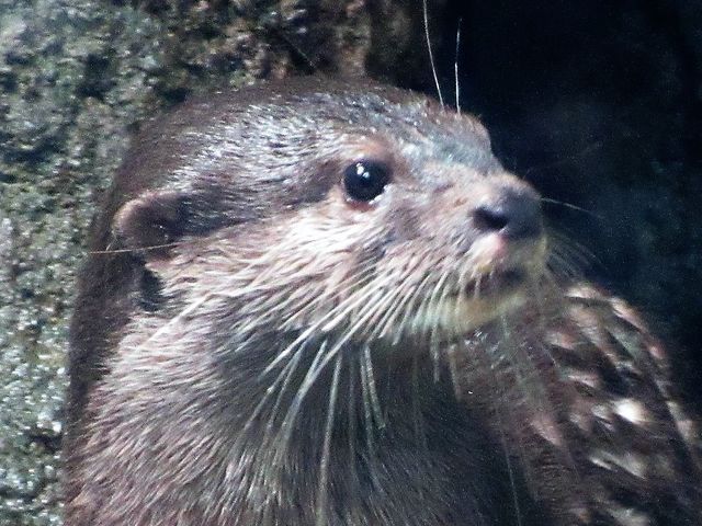 �R�c���J���E�\�E
�ߌォ��s���Ƒ������Ă܂��B���̓��͏��q��ł����B_�~�R������