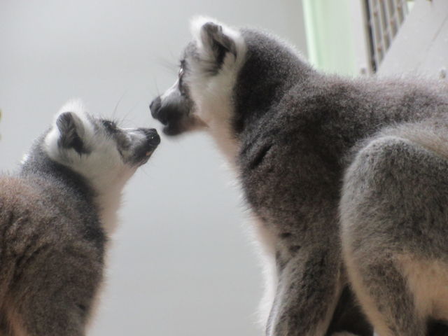 ���I�L�c�l�U���E
�����ȃT���̎�ނ��A��̌������d�؂��ďZ��ł��܂��B_�~�R������