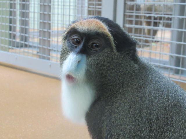 �u���b�U�O�G�m���E
�A�t���J�̃T���ł��B
�D��������B_�~�R������