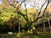 Ƃ-񂳂̈ɐ_Ђ̓eʐ^2