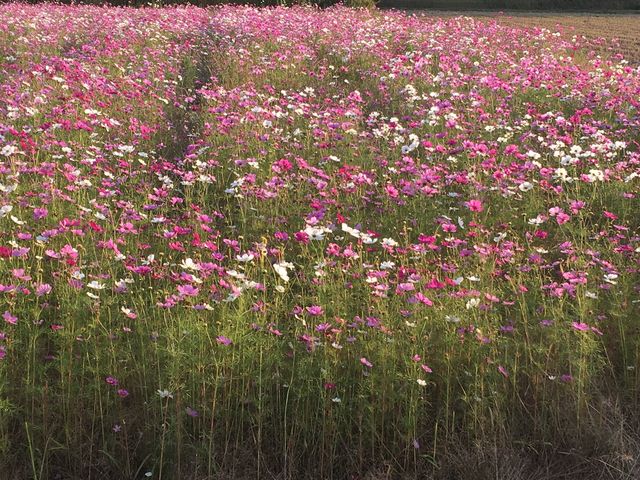 ���Z�R�X���X��