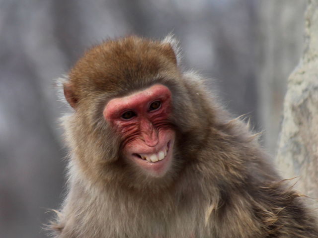 �΂��{�X�i�j�z���U���j_���R������