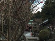 񂳂񂳂̐VԐ_Ђ̓eʐ^2