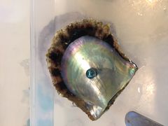 ̐^삾̌@a{^Xւ̓eʐ^1