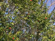 poporon����̐����֌����̓��e�ʐ^2