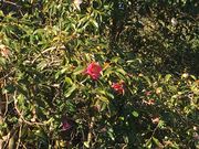 poporon����̐����֌����̓��e�ʐ^3