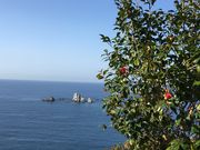 poporon����̐����֌����̓��e�ʐ^4