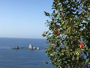 poporon����̓V���C������̓��e�ʐ^4