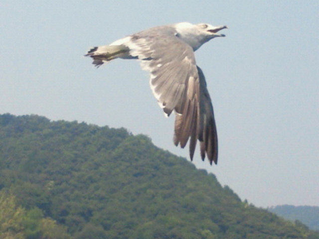 ɍp߂VDJ̉aʔł_ɍp߂VD