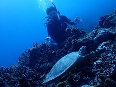 C炿̃V[}bNX_CrONuւ̓eʐ^1