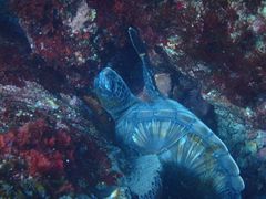 [̈ɓ_CrOXN[ gbcւ̓eʐ^1