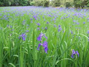 marimarȋc_Ђ̓eʐ^1