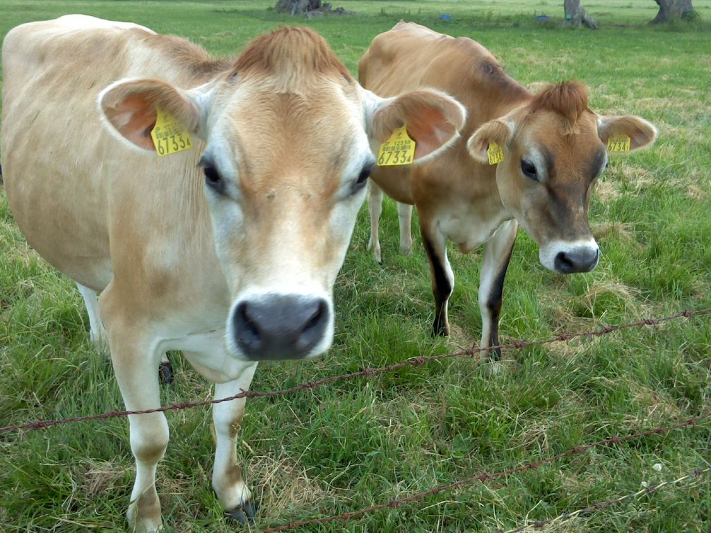 カヤの平高原 アクセス 営業時間 料金情報 じゃらんnet