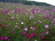 �ʂ��ʂ�����̐�����̃R�X���X�̓��e�ʐ^1