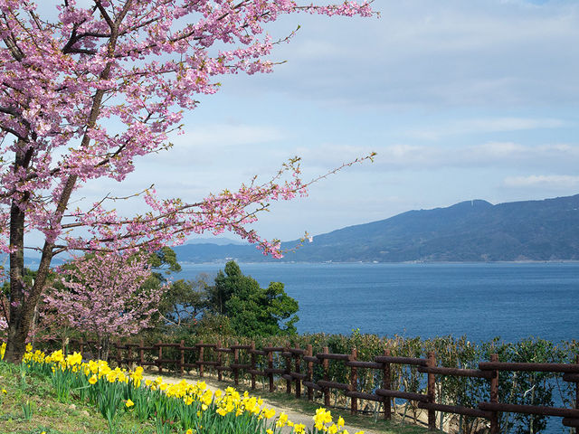 城山歴史公園は河津桜、水仙ともに咲きはじめで見頃を迎えています。_城山歴史公園/河津桜