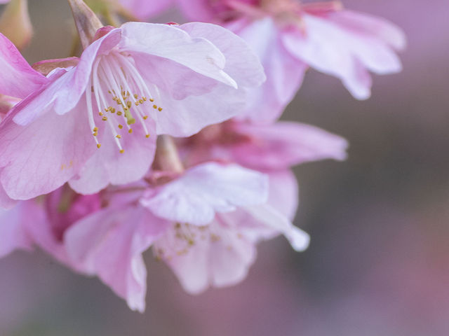 日当たりのよい桜は八分咲きほど。_城山歴史公園/河津桜