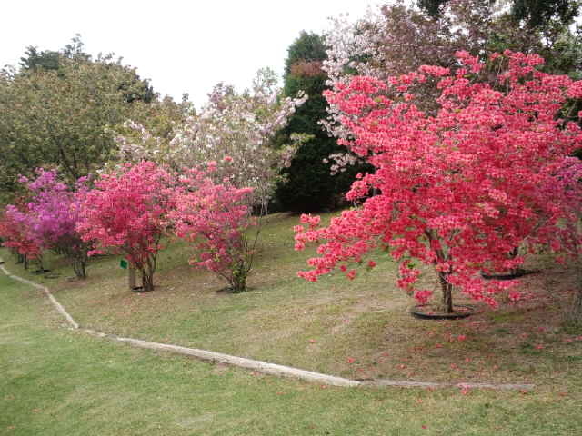 G߂ɂėlXȉԂ炫܂B_bhq@q[T[̐X