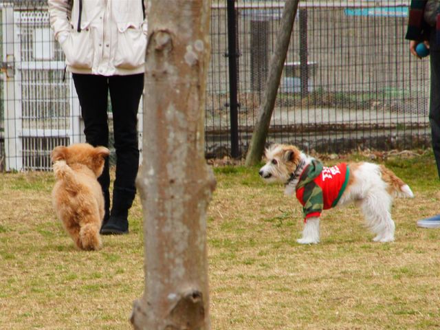 ܂5525̊񎵂hbO̓eʐ^2