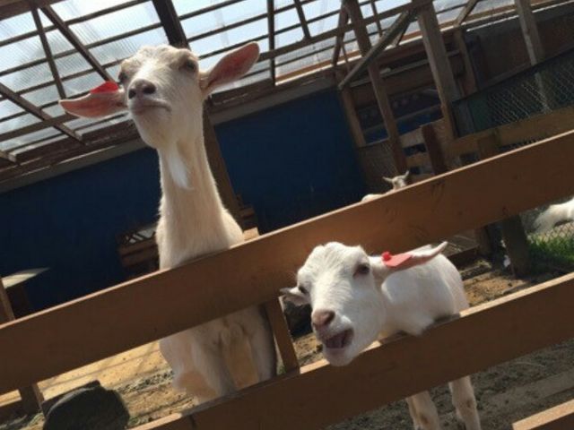 �ɂ񂶂�̂�����肪�ł��܂���I_�܂����̖q��