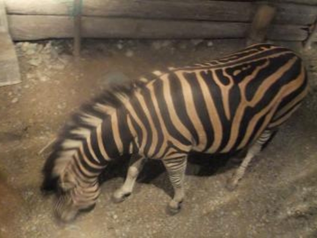 �V�}�E�}_�ߐ{�T�t�@���p�[�N