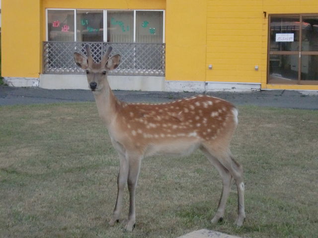 ��_�m�V���b�v��