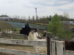 ||^̍䥗΂̃~[WA n[xXg̋uւ̓eʐ^1