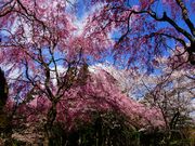 ܂5525̍ŖjՌ̓eʐ^3