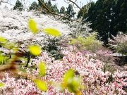 ܂5525̍ŖjՌ̓eʐ^5