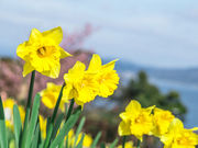 �с[����񂳂�̏�R���j�����^�͒Í��̓��e�ʐ^3