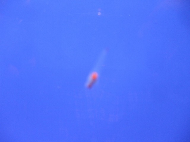 �N���I�l_�I�z�[�c�N���X��