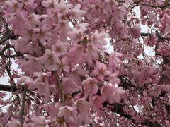 安達ヶ原の桜】アクセス・営業時間・料金情報 - じゃらんnet