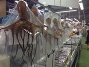 sassy̎YWHuԂv̓eʐ^1