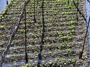 ݂̑剤킳є_ Xg̓eʐ^1