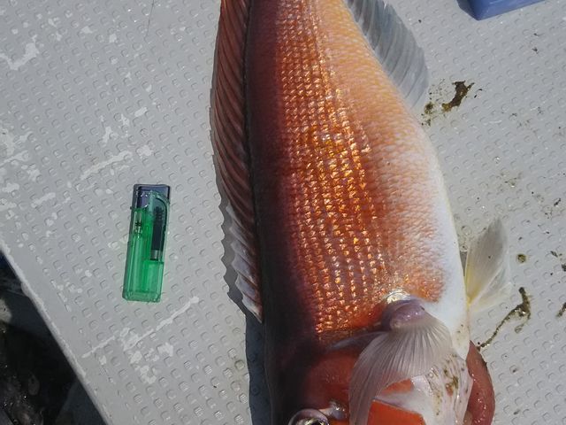 炪{B2kAbv͂܂ˁB_܂͐Y