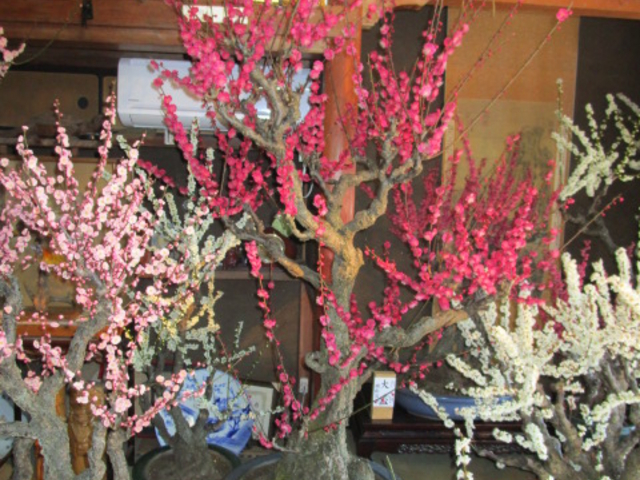 �N�₩�ȐF�̔~_����~�~�сE����~�~�~